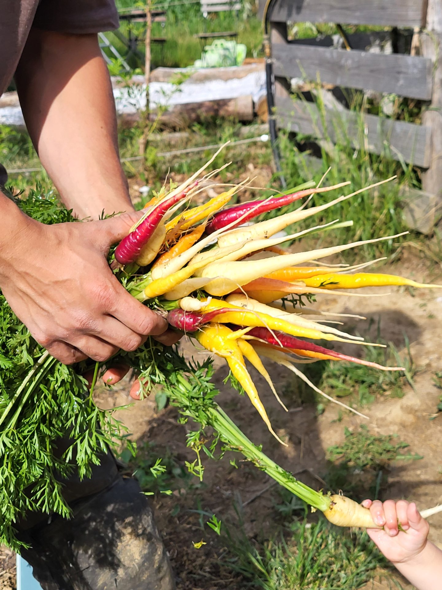 WurzelWeber Ab-Beet Verkauf