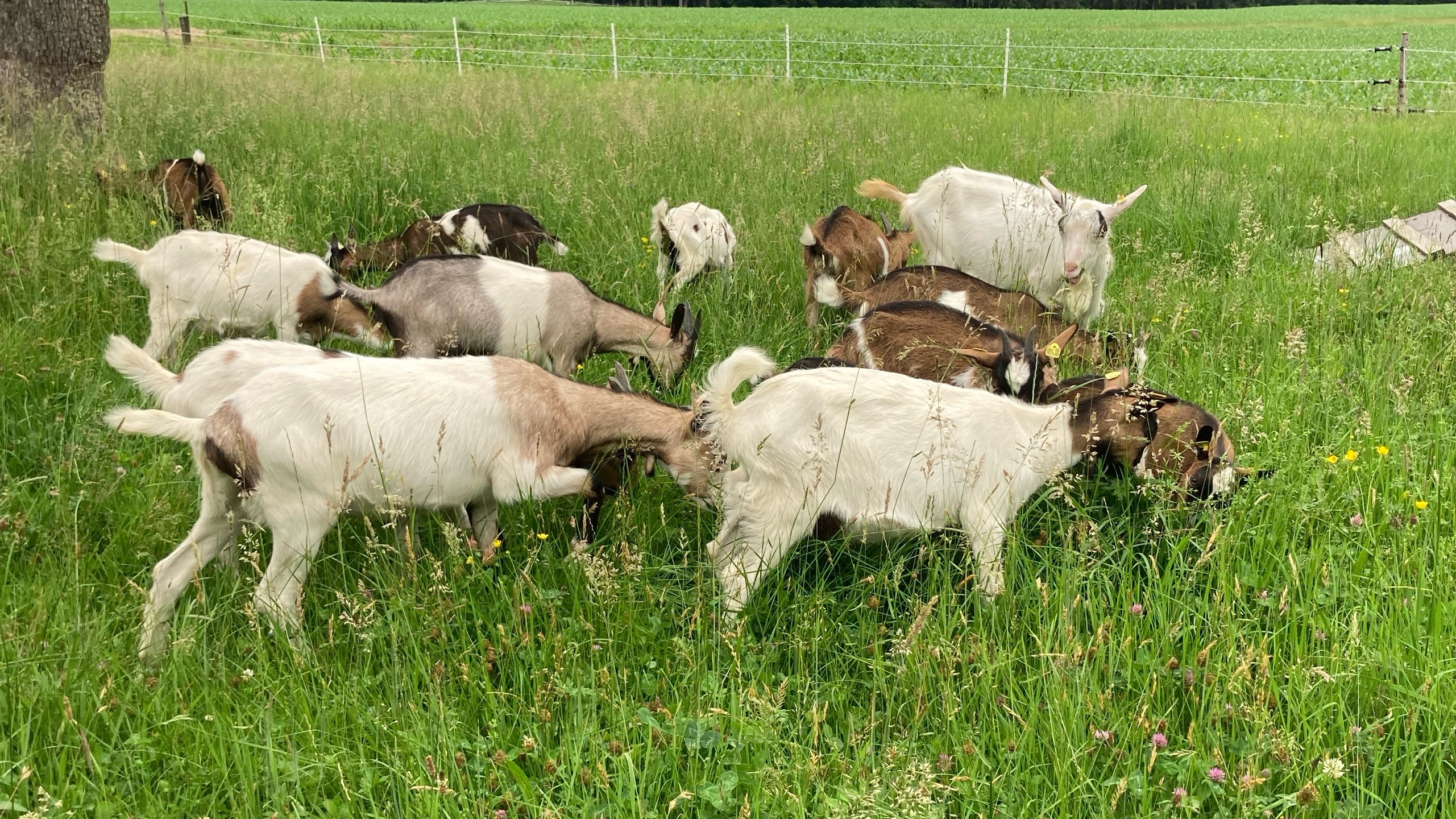 Der Hammer Ziegenhof
