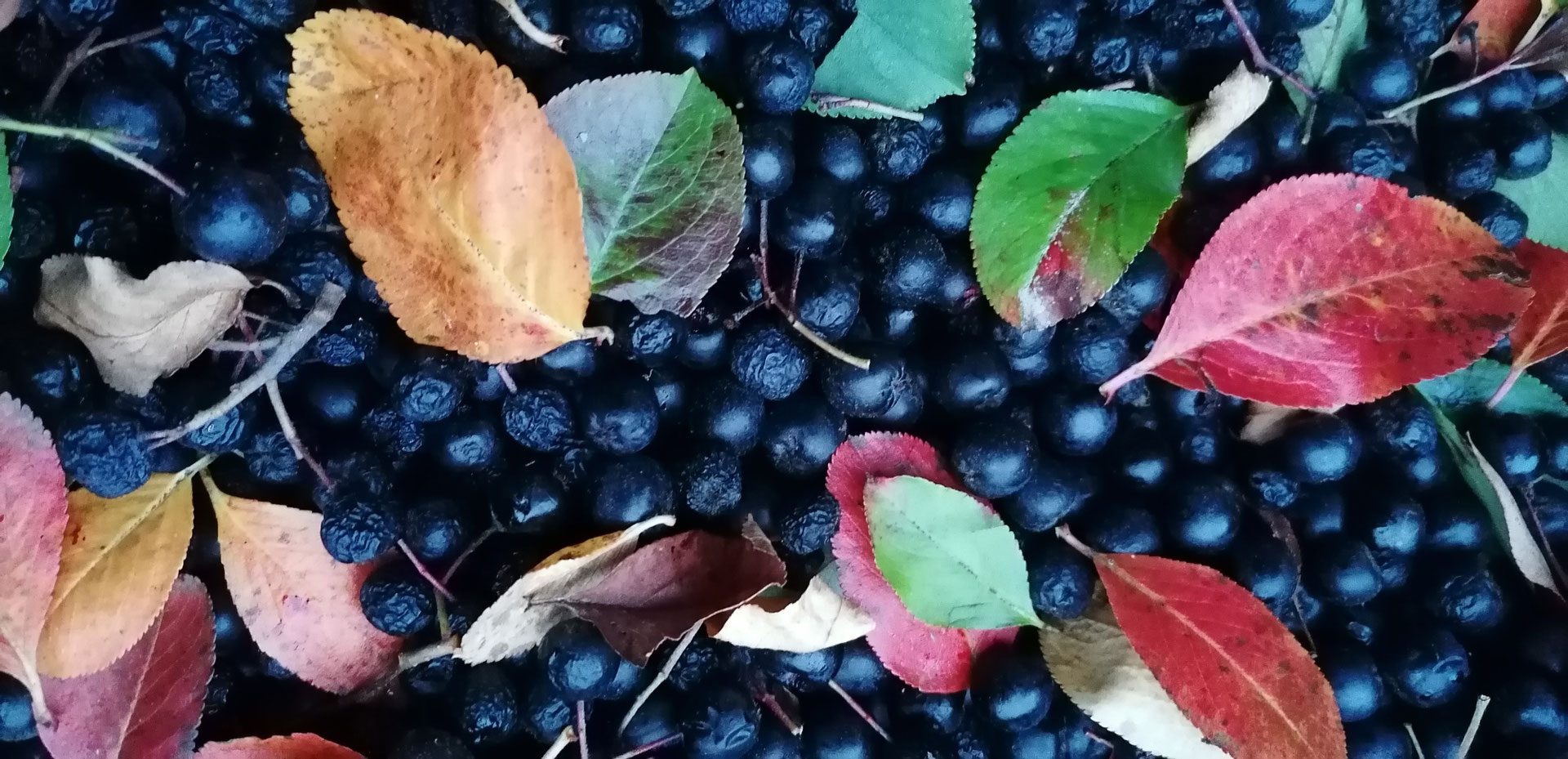Aronia Siniwelt
