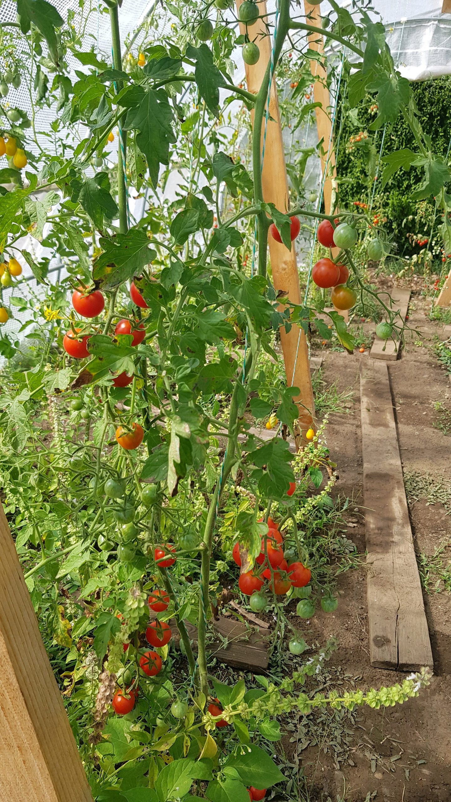 Mini-Cocktailtomate