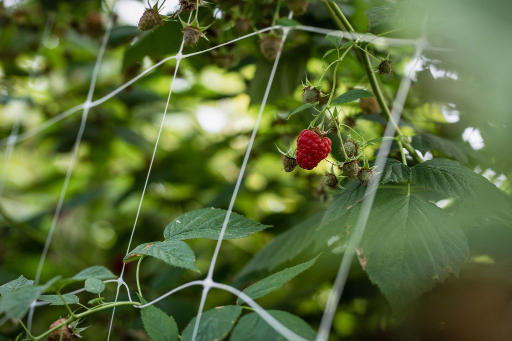 BIO-Himbeeren (Herbsthimbeeren), frisch geerntet, lose