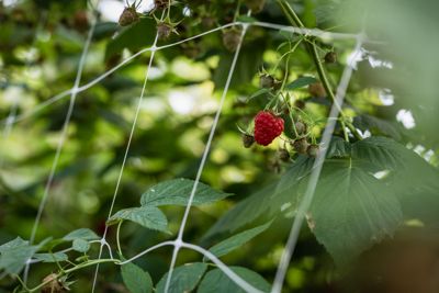 BIO-Himbeeren (Herbsthimbeeren), frisch geerntet, lose