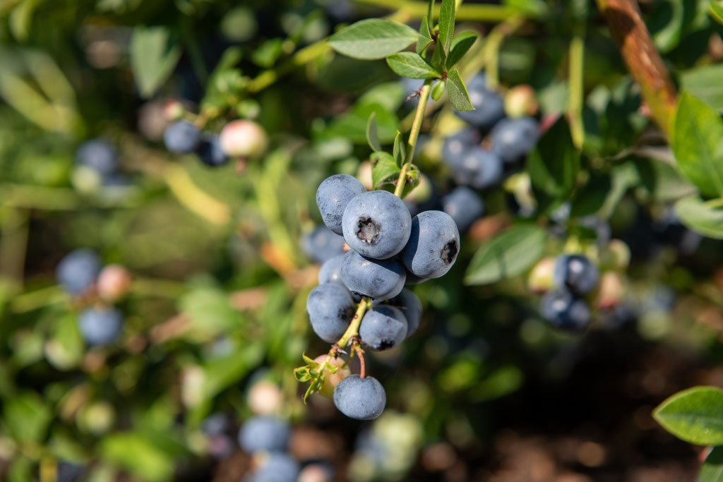 BIO-Heidelbeeren, frisch; im Hofladen in 500-g-Tassen verkauft (Aushang: € 5,00 / Tasse)