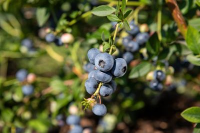BIO-Heidelbeeren, frisch; im Hofladen in 500-g-Tassen verkauft (Aushang: € 5,00 / Tasse)