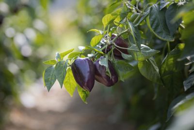 BIO-Paprika (buntes Fruchtgemüse, versch. Farben/Formen), frisch, lose