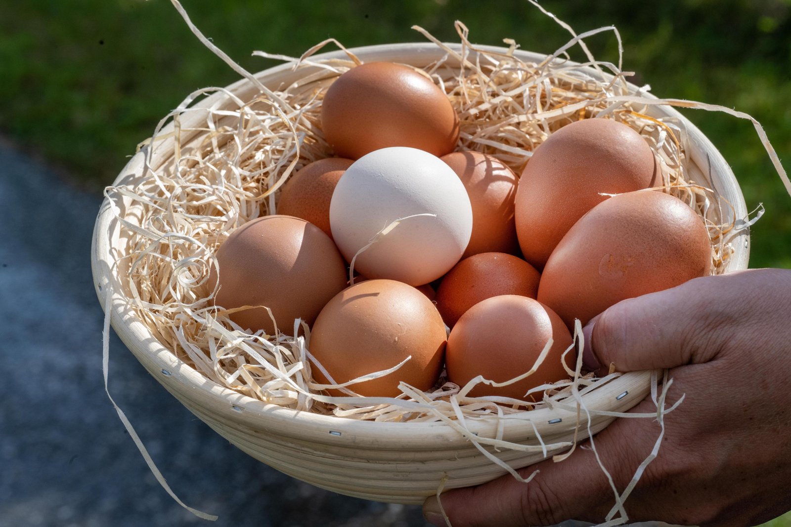 Eier aus Freilandhaltung (Hühner-Frischeier)
