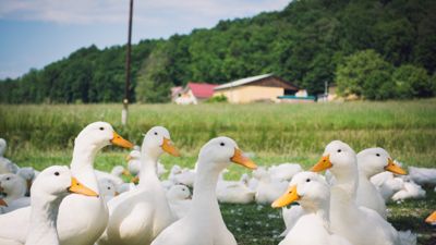Ganze Weide-Ente, frisch (ganzes Tier, Verkauf nach Gewicht)