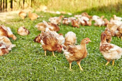 Ganzes Weidehuhn, frisch (ganzes Tier, Verkauf nach Gewicht; auch klassisches Strohhuhn erhältlich)