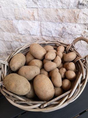 Speisekartoffel aus eigenem Anbau (mehlig oder festkochend)