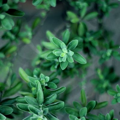 Getrockneter Thymian – 20 g