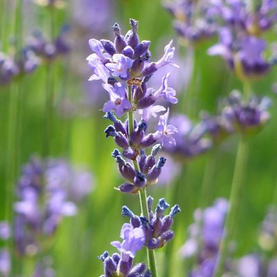 Getrocknete Lavendelblüten (Lavandula angustifolia) – 100 g