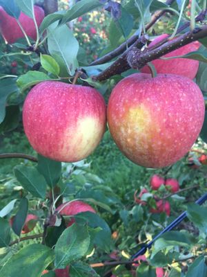 Frische Äpfel aus eigenem Obstbau (je nach Saison), lose nach Gewicht