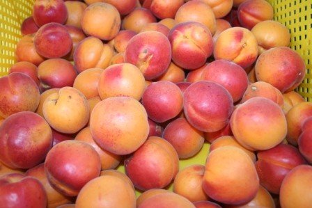 Frische Marillen (Aprikosen) aus eigenem Anbau (je nach Saison), lose nach Gewicht