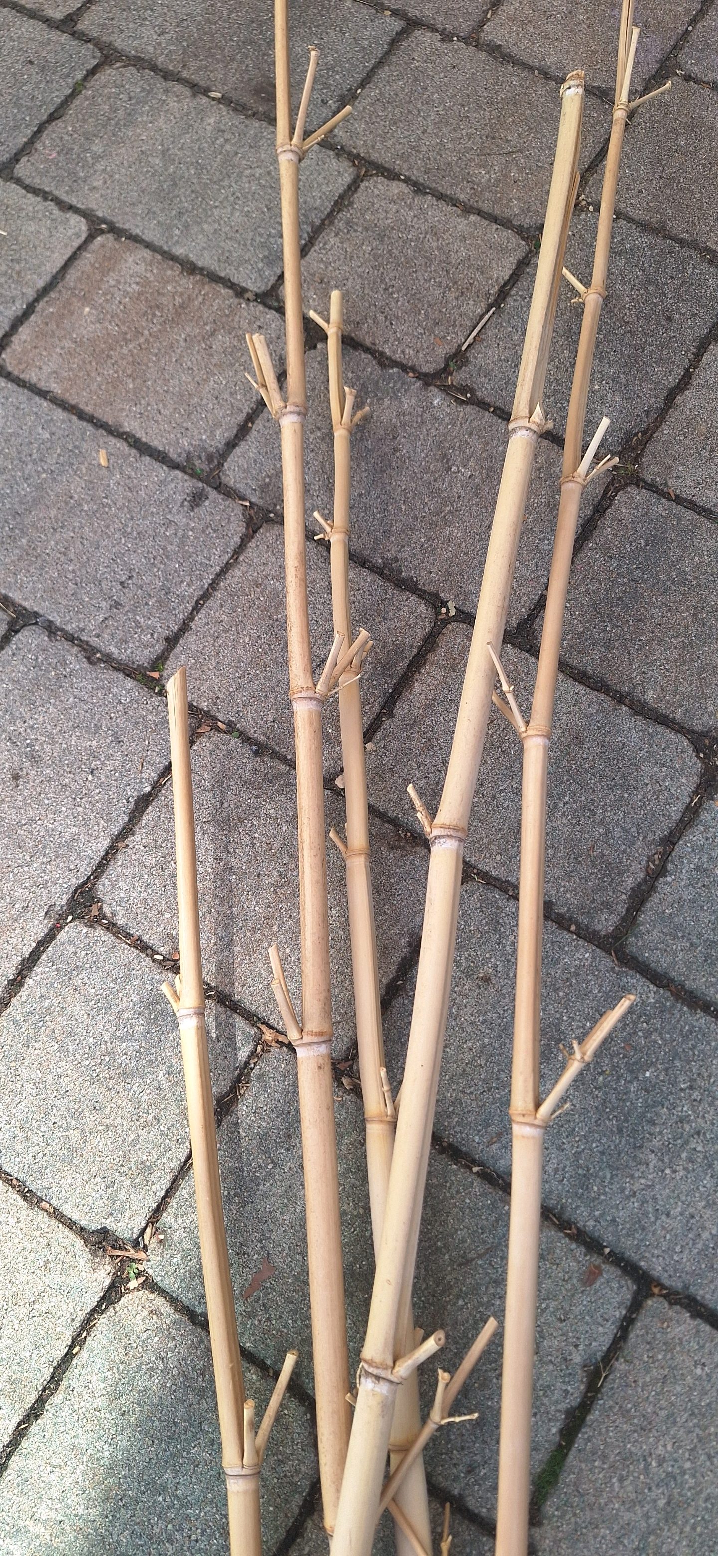 Bambusstangen
