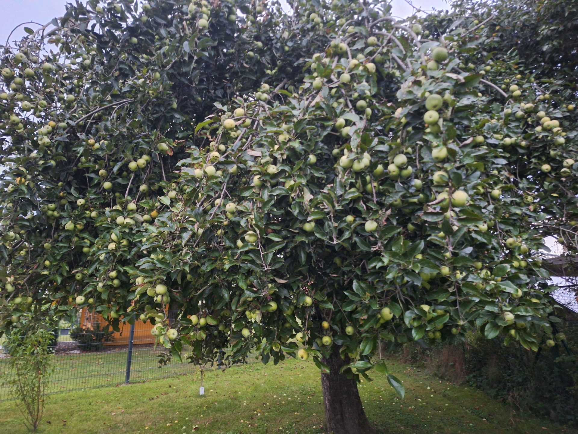 Apfel 2