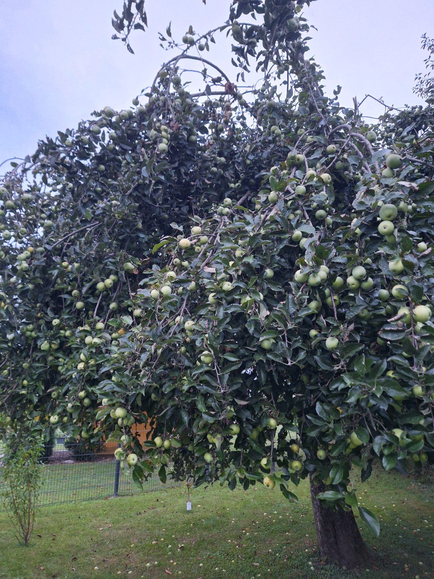 Apfel 3