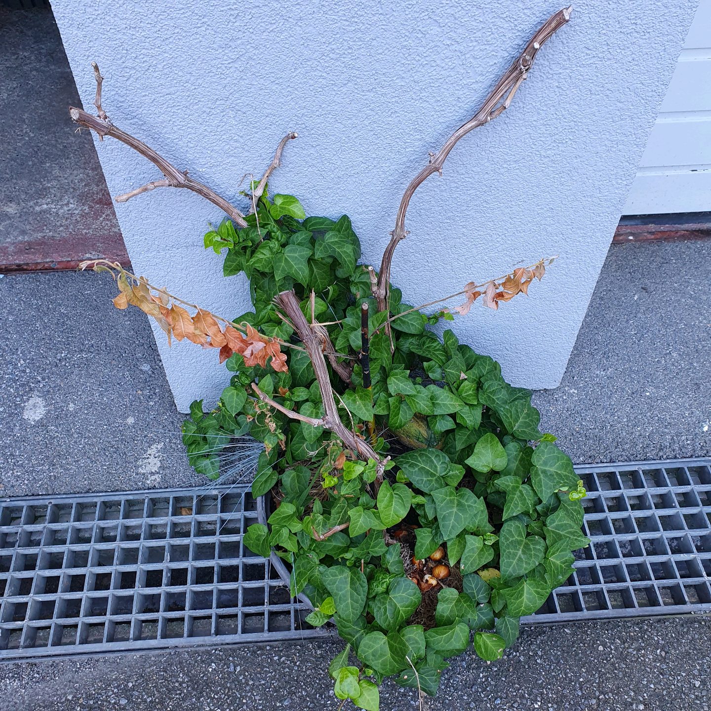 Topfpflanzen