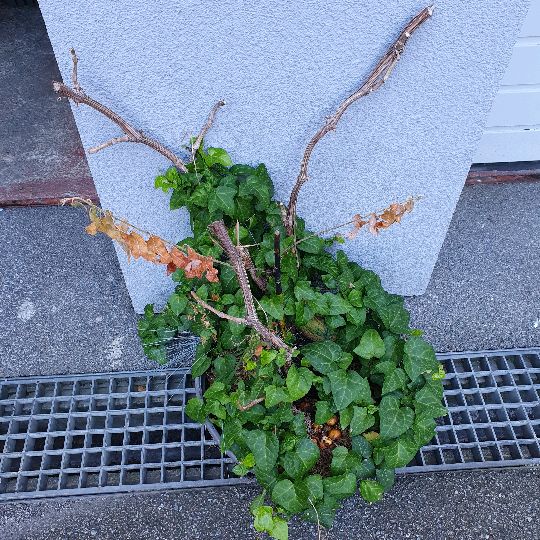 Efeu (Hedera helix)