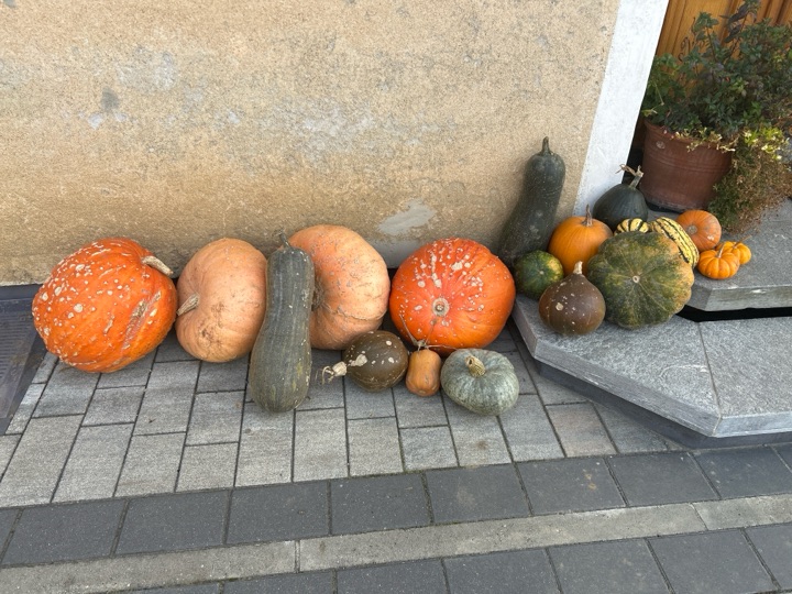 Stangenkürbis, Mouse de Provonce, grüne Olive, Big Max und weitere